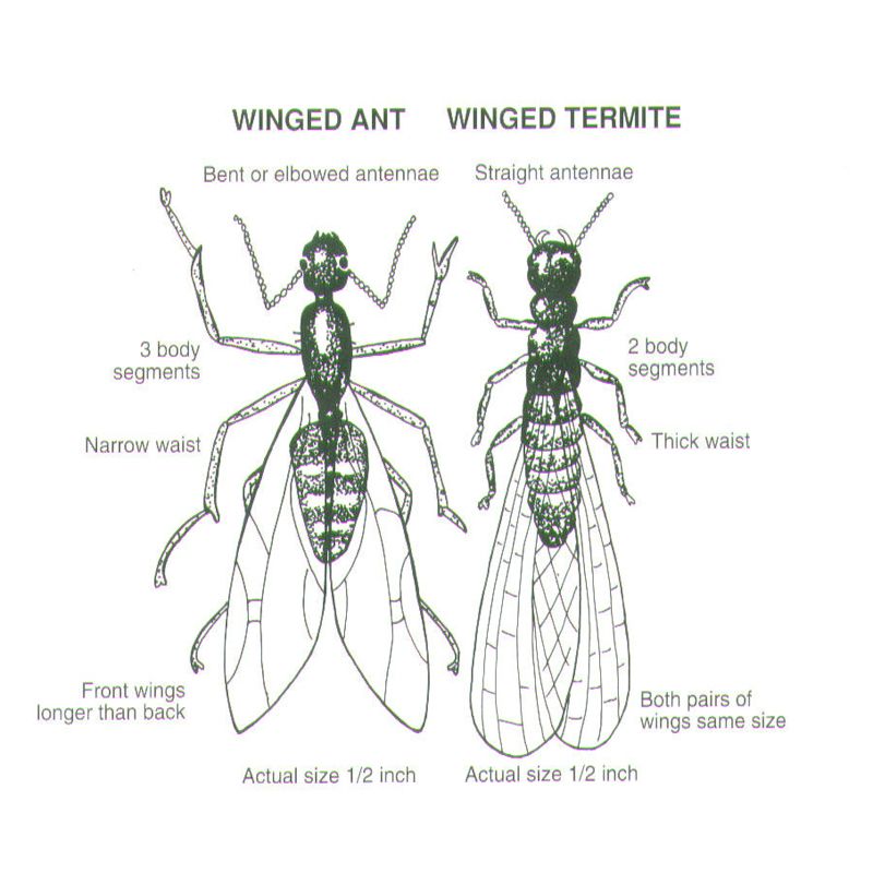 comparison the difference between an Ant and Termite