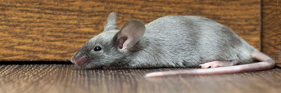 All-State Pest & Lawn Rodent Control in Memphis, TN