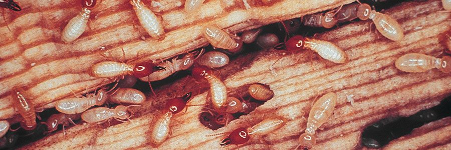 Termite swarm in need of our termite control in , Memphis, TN