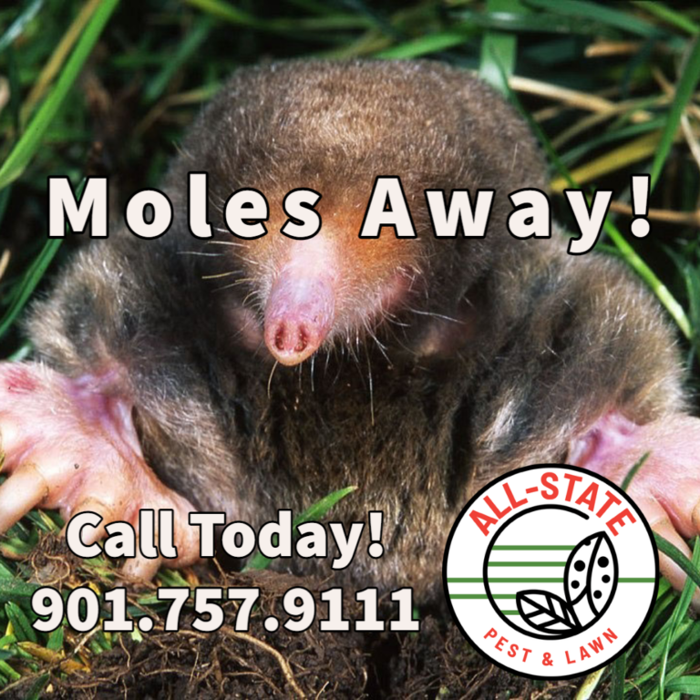 AllState Pest and Lawn Mastering Winter Mole Control in Memphis