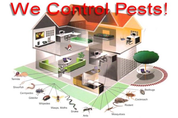 We Control Pest