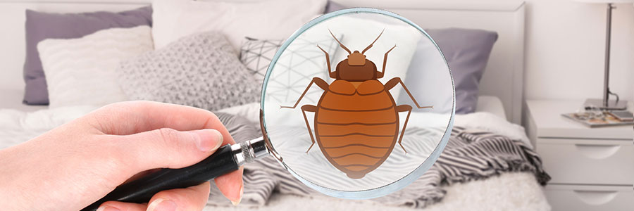 finding and removing bed bugs in Memphis, TN